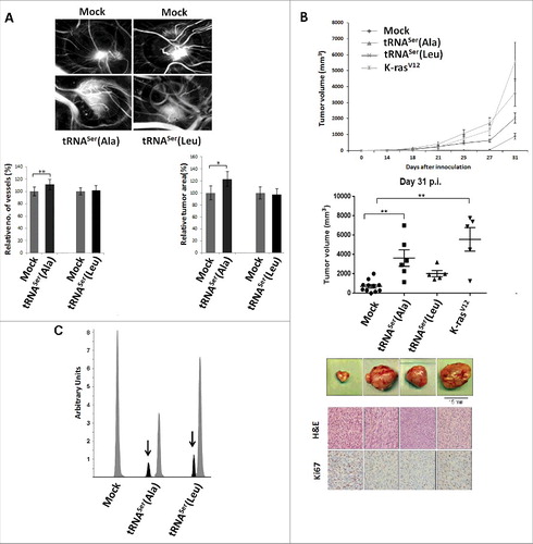 Figure 4. Impact of mistranslation on angiogenesis and tumor formation in vivo. A) CAM assay. Upper panel) Representative images of tumors and vessels produced by cell lines expressing Mock, tRNASer(Ala) and tRNASer(Leu). Lower panel, left) Quantitative evaluation of new vessels' formation. Lower panel, right) Relative tumor area. Data is presented as the percentage relative to Mock. Graphics depict average ± SEM (n = 12-14). Data was analyzed by two-tailed paired Student's t test (*p < 0.05; **p < 0.01). B) Tumorigenic capacity of misreading tRNAs in mice. Upper panel) Kinetics of tumor growth determined after inoculation of cells expressing Mock plasmid, the tRNASer(Ala), tRNASer(Leu) and K-rasV12 (positive control) constructs. Middle panel) Quantitative evaluation of tumor area at 31 days p.i.. Graphics depict the average ± SEM (n = 5-11). Data was analyzed by Kruskal-Wallis with Dunnett's post-test (**p<0.01). Lower panel) Photographs of representative tumors, H&E and Ki67 staining (40x amplification) from each condition. C) Expression of misreading tRNAs in mice tumors measured by SNaPshot. Samples were sequenced and analyzed using Peak Scanner software. Expression of the misreading tRNASer(Ala) and tRNASer(Leu) were 4 and 5.9-fold lower than the endogenous tRNASer, respectively. Grey: Non-mutated Serine tRNA; Black: Misreading Serine tRNA.