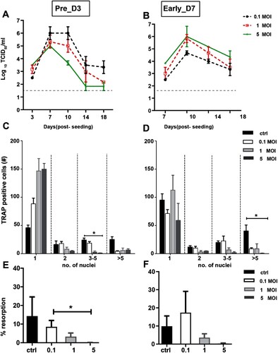 Figure 4. Dose dependent effect of ZIKV infection in pre and early differentiating OCs. (A-B) Growth curve kinetics of ZIKV infection in (A) pre OCs (Inf_d3) and (B) early differentiating (Inf_d7) using moi of 0.1, 1 and 5. (C-D) At moi of 1 and 5, ZIKV infection significantly reduced the formation of multinucleated OCs in both (C) pre- and (D) early differentiating OCs compared to infection using low moi (0.1). (E-F) At moi of 1 and 5, resorption function was also reduced in both (E) pre- and (F) early differentiating OCs compared to infection using low moi (0.1). N = 3 for replication kinetics, N = 5 for TRAP assay, N = 4 for resorption assay. Error bars represent SEM. * p < 0.05.