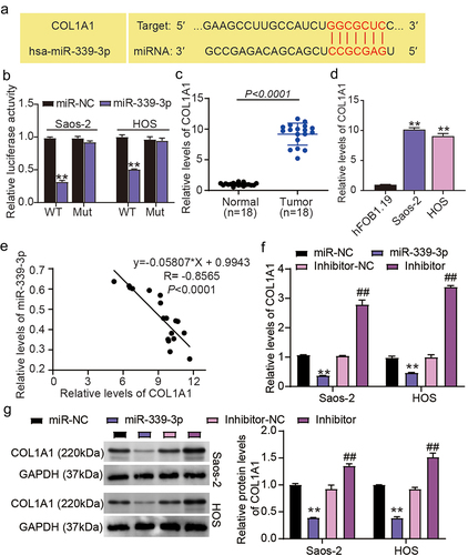 Figure 5. MiR-339-3p targets COL1A1.