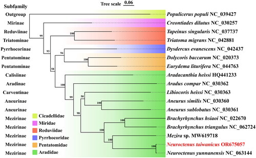 Figure 3. Phylogenetic tree obtained from Maximum-Likelihood (ML) analysis based on PCGs of 17 species. The best-fit evolutionary model is GTR + I + G + X. The complete mitochondrial sequences and accession ID were used as follows: Populicerus populi NC039427 (Wang et al. Citation2018); Creontiades dilutus NC030257 (Hereward Citation2016); Tapeinus singularis NC037737; Triatoma migrans NC042881 (Zhao et al. Citation2019); Dysdercus evanescens NC042437 (Liu et al. Citation2019); Dolycoris baccarum NC020373 (Zhang et al. Citation2013); Eurydema liturifera NC044763; Aradacanthia heissi HQ441233 (Shi et al. Citation2012); Aradus compar NC030362, Libiocoris heissi NC030363, Aneurus similis NC030360, Aneurus sublobatus NC030361 (Song et al. Citation2016); Brachyrhynchus hsiaoi NC022670 (Li et al. Citation2016); Brachyrhynchus triangulus NC062724 (Zhu et al. Citation2023); Mezira sp., Neuroctenus yunnanensis (Ye et al. Citation2022).