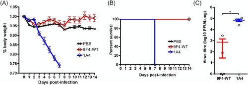 Figure 7. Intranasal administration of 9F4-WT is able to protect against H5N6 challenge in vivo. Balb/c mice were infected with 100 PFU of rgPR8 H5N6 and received a single therapeutic dose of 9F4-WT, 9F4-LALA or the isotype control 1A4 at 2 mg/kg via intranasal instillations 24 hpi. (A) Weight loss profiles and (B) animal survival are shown. (C) Lung virus titres were determined 4 dpi by plaque assays with MDCK cells. n = 4 per treatment group, error bars represent SEM, asterisks indicate p < 0.05.