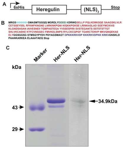 Figure 1 Construction and gel analysis of DNA-binding carrier protein Her-NLS. A) Schematic representation of chimeric fusion construct encoding the Her-NLS gene. The motifs harboring the NLS sequence (DPKKKRKV)3 were cloned in-frame with heregulin and expressed as N-terminal His-tag fusion protein in Escherichia coli. The plasmid is designated as pHer-NLS (not drawn to scale). B) Primary amino acid sequence (single amino acid code is color-coded) of the fusion protein Her-NLS based on DNA sequencing. NLS (blue), heregulin (red), and enterokinase cleavage site (green). The N-terminal His-tag is also depicted (cyan). The predicted molecular weight based on the sequence given is 34,699 Daltons. C) Sodium dodecyl sulfate-polyacrylamide gel electrophoretic analysis of the purified fusion proteins. Lanes correspond to Her-NLS after desalting from PD-10 columns. The molecular weight of the expressed proteins is 34,699 Daltons. Lane on the extreme right shows the immunoblot analysis of Her-NLS after electrophoresis and transfer. The 6 × His tagged proteins were detected with monoclonal anti-His antibody followed by secondary antibody goat antimouse IgG alkaline phosphatase conjugate. Detection was by nitro blue tetrazolium chloride and 5-bromo-4-chloro-3-indoyl-1-phosphate treatment.Abbreviation: NLS, nuclear localization sequence.