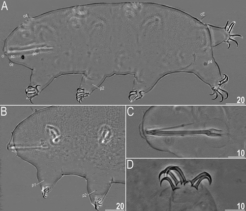 Figure 14. Detailed morphology of Echiniscoides musa sp. nov. (PCM): A. holotypic female, B. anterolateral body portion of paratypic female, C. buccal apparatus, D. claws II. Scale bars in μm.