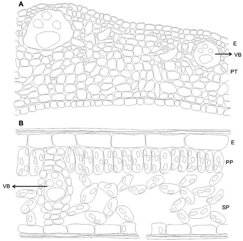 Figure 5 Comparison of the anatomical structure of an ant domatia with that of a leaf lamina.