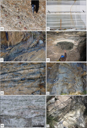 Figure 2 . (a) Medium-grained garnet-chloritoid micaschist with porphyroblasts of centimetric pre-Alpine garnet (road to Rodoretto Village); (b) impure marble with mylonitic fabric defined by a compositional banding of grey (calcite-rich) and yellow-whitish (dolomite-rich) alternating layers. Black arrows indicate a boudinated centimetres-thick layer of metabasite occurring within the marble (Rocca Bianca quarry, just outside the study area); (c) and (d) boudins of metabasite embedded into the micaschist and marble, respectively (road to Rodoretto Village and Gianna mine tunnel); (e) layered gneiss with its characteristic compositional banding (near the bridge on the mouth of the Rodoretto Stream in the Germanasca Stream); (f) outcrop view and (g) detail of the K-feldspar-bearing gneiss (road to Rodoretto Village); (h) decimetres-thick level of silvery micaschist embedded in the K-feldspar-bearing gneiss (Serrevecchio locality).