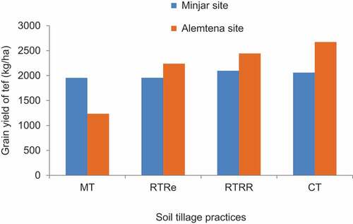Figure 2. Grain yield of tef under different tillage practices at Minjar and Alemtena in the 2016 to 2017 cropping years. CT = Conventional tillage (5 times tillage), RTR = Reduced tillage residue retained. RTRe = Reduced tillage residue removed MT = Minimum tillage (one pass at sowing) Source .Gezahegn et al. (Citation2019)