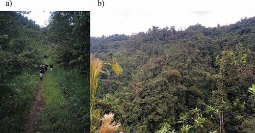 Figure 1. Collection site of C. insignata ZSFQ-i5155 specimen on a road crossing a secondary forest near the town of Mindo, Pichincha, Ecuador (a). Picture of the hilly landscape of the zone (b). Photo credits: GMRC, taken on 21 October 2017