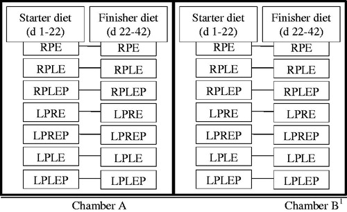 Figure 1. The experimental design and experimental diets. RPE: recommended-CP and recommended-ME diet; RPLE: recommended-CP and low-ME diet; LPRE: low-CP and recommended-ME diet; LPE: low-CP and low-ME diet; Diets (except RPE) compounded was subsequently divided into two, one serving as the control and the other supplemented with the enzyme to serve as the test diet; 1Heat stress was started from d 22–42 in chamber B.