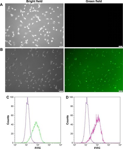 Figure 2 Transfection efficiency measurement of DMP.Notes: DMP, containing 0.1 nm siRNA, was used to transfect U87 cells for 4 h. The transfection efficiencies at both weight ratio (DMP [as control A] siRNA vs DMP as 1:50 and 1:100 [B]) were determined using fluorescence microscope and flow cytometry (C and D).Abbreviations: DMP, 1,2-dioleoyl-3-trimethylammonium-propane and methoxy poly(ethylene glycol)-poly(lactide) copolymer; FITC, fluorescein isothiocyanate.