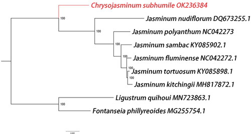 Figure 3. Phylogenetic relationships among nine complete chloroplast genomes of Oleaceae. The newly reported genome of Chrysojasminum subhumile was represented in red. Fontanesia phillyreoides and Ligustrum quihoui of Oleaceae family were taken as outgroups. Bootstrap support values are given at the nodes and the GenBank accession number was listed after the species name.
