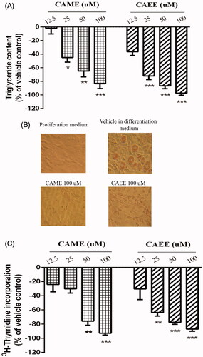 Figure 3. (A and B) Anti-adipogenic effect of CAME and CAEE in 3T3-L1 adipocytes. Cells were treated with several concentrations (12.5, 25, 50 and100 μM) of either CAME or CAEE in DMEM containing 10% FBS and the standard adipogenic cocktail (500 μM 3-isobutyl-1-methylxanthine, 500 nM insulin and 10 μM dexamethasone) for 2 days then in DMEM containing 10% FBS and 500 nM insulin starting from days 2-8 of differentiation. This medium was changed every 2 days. (A) On day 8, lipid content was measured by AdipoRed assay. Results represent the means ± SEM of three independent experiments. *Indicates a significant (p ≤ 0.05) difference, **(p < 0.01), ***(p < 0.001) from the vehicle control group. (B) Phase-contrast micrographs at 200X of AdipoRed-stained cells on day 8 demonstrate adipocyte morphology. Vehicle-treated cells show the presence of lipid droplets. On the other hand, cells treated with the maximum nontoxic concentration (100 μM) of either CAME or CAEE retained the fibroblast-like morphology of pre-adipocytes and were devoid of lipid droplets. (C) CAME and CAEE inhibit pre-adipocyte clonal expansion. Confluent 3T3-L1 pre-adipocytes undergoing clonal expansion in response to differentiation cues were treated with vehicle or 12.5, 25, 50 and 100 μM of either CAME or CAEE for 20 h and incorporation of 3H-labeled thymidine was measured. Normalized data are presented as mean ± SEM of three independent experiments. **Indicates a significant (p ≤ 0.01) difference, ***(p < 0.001) from the vehicle control group.