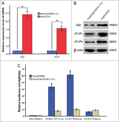 Figure 7. Gli2 upregulated activity of c-FLIP gene promoter, -1007 to -244 was the important transcription regulatory region. (A) Real time RT-PCR analysis of Gli2 and c-FLIP mRNA in stably transfected HepG2 cells with pcDNA 3.1(+)-Gli2 plasmids and control plasmids. 18s rRNA was used as an internal control. (B) Western blot analysis of Gli2, c-FLIPL,and c-FLIPS in stably transfected HepG2 cells with pcDNA 3.1(+)-Gli2 plasmids and control plasmids. β-actin was used as an internal control. (C) Luciferase reporter assays. Gli2 significantly up-regulated transcription activity of c-FLIP gene promoter, with a regulatory sequence by which Gli2 activated transcription between -1007 and -224 in the promoter region. Triplicate experiments showed consistent results.