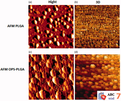 Figure 4. Atomic force microscope images of (a) PLGA nanoparticles surface, (b) three-dimensional image of PLGA nanoparticles, (c) OPS–PLGA conjugate surface and (d) three-dimensional image of OPS–PLGA conjugate.