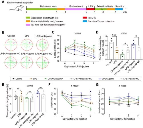 Figure 6 Effect of miR-138-5p on LPS-induced cognitive impairment behaviors of rats in MWM Test and Y-maze Test. (A) Experimental protocol and timeline. (B) Representative swimming path on day 7 after LPS injection in MWM test. Effect of miR-138-5p antagomir and agomir on (C) escape latency, (D) number of crossing the platform, and (E) time spent in the target quadrant in MWM test. Effect of miR-138-5p antagomir and agomir on (F) alternation and (G) number of arm entries in Y-maze test. Data were presented as mean ± SEM. n = 5 per group. *p < 0.05, ***p < 0.001.