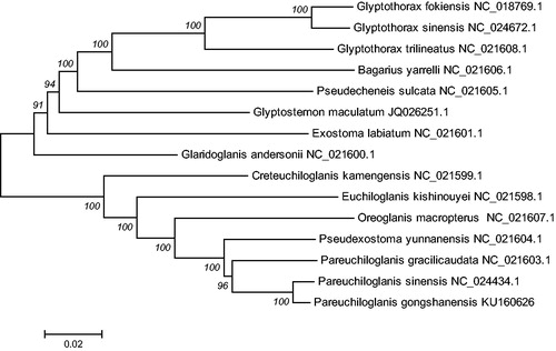 Figure 1. The consensus phylogenetic relationship of the Pareuchiloglanis gongshanensis with other Sisoridae species. Glyptothorax fokiensis, Glyptothorax sinensis, Glyptothorax trilineatus and Bagarius yarrelli were used as out-group. The numbers along the branches are Bayesian posterior probability and bootstrap values for neighbor-joining method, estimated for concatenated mitochondrial protein sequences.