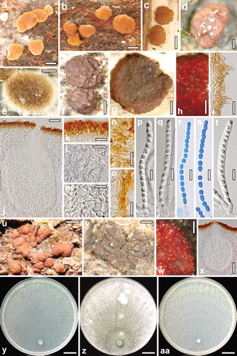 Fig. 3. a–s. Teleomorph of Hypocrea caerulescens. a–c. Fresh stromata. d–g. Dry stromata (d. with spore deposits on the surface; e. immature). h. Rehydrated stroma part in 3% KOH. i. Stroma surface with hairs. j. Perithecium in section. k. Cortex in section. l. Subcortical tissue in section. m. Subperithecial tissue in section. n, o. Stroma base in section (n. substrate-attached; o. free). p–s. Asci (r, s. in cotton blue/lactic acid). t–x. Teleomorph of Hypocrea hispanica. t. Ascus. u. Fresh stromata. v. Dry stroma. w. Rehydrated stroma part in 3% KOH. x. Perithecium in section. y–aa. Cultures of Hypocrea caerulescens after 10 d at 25 C (y. on CMD; z. on PDA; aa. on SNA). a–c, g–p, r. WU 31600. d. WU 31601. e, f, q, s. WU 31602. t–x. WU 31606. y, z. S8. aa. S252. Bars: a–c = 1 mm. d, e, w = 0.2 mm. f–h = 0.5 mm. i, l, m = 20 μm. j = 30 μm. k, n, o = 15 μm. p–t = 10 μm. u = 1.5 mm. v = 0.3 mm. x = 60 μm. y–aa = 15 mm.