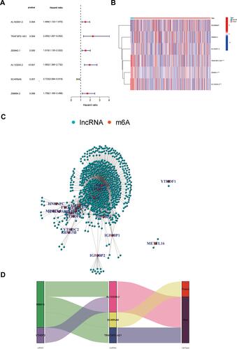 Figure 1 Univariate and multifactorial Cox regression analysis of prognosis and co-expression analysis of m6A-related genes with lncRNA. (A) Forest plot of m6A-related lncRNAs. HR>1(red)represents risk-associated lncRNAs, HR<1 (green) indicates protective lncRNA. (B) Heatmap of m6A-related prognostic lncRNAs. *p < 0.05, ***p < 0.001. (C) Network of the correlations between m6A-related genes and m6A-related prognostic lncRNAs. (D) Co-expression Sankey diagram. The left column represents m6A-related genes, the middle column represents m6A-related lncRNAs, and the right column represents risk types.