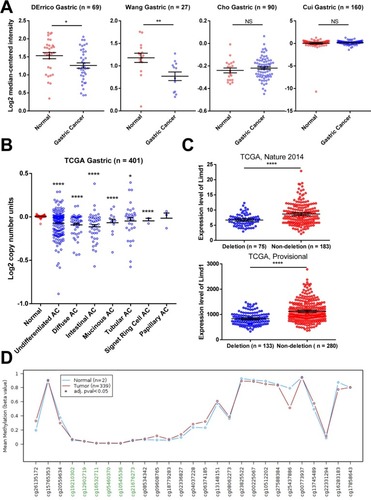 Figure 5 Gene deletion contributes to the reduced expression of LIMD1.Notes: (A) LIMD1 expressions in mRNA profile datasets are shown. The names of the datasets are on the top of the figures. All the datasets were extracted from the Oncomine database. (B) Copy number variations in normal tissues and GC tissues with different pathological types are shown. The data were taken from TCGA database and extracted from Oncomine database. (C) LIMD1 levels between GC patients with and without LIMD1 deletions in tow cohorts are compared. The data were taken from TCGA database and extracted from cBioPortal database. *P<0.05; **P<0.01; ****P<0.0001. (D) Methylation levels throughout the region around LIMD1 gene between normal tissues and GC tumors are compared. Green probes indicate GpC islands.Abbreviations: AC, adenocarcinoma; GC, gastric cancer; NS, no significance; TCGA, The Cancer Genome Atlas.