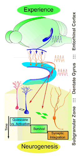Figure 3. Experience-dependent regulation of adult neurogenesis mediated by local interneurons. Shown is an illustration of how local interneurons may couple experiential activity to the regulation of adult neurogenesis at distinct developmental stages. Entorhinal cortical inputs activate dentate granule neurons, which in turn activate local PV+ interneurons. Local PV+ interneurons serve as intermediary cells which relay signals to adult neural stem cells and their progeny.