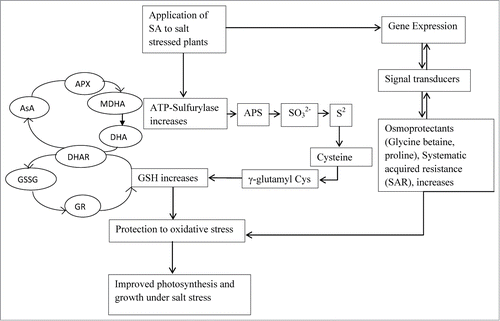 Figure 7. Schematic representation showing SA application results in improved photosynthesis and growth under salt stress in mustard involving ascorbate-glutathione metabolism and S assimilation. AsA, ascorbate; APS, adenosine 5´-phosphosulfate; APX, ascorbate peroxidase; DHA, dehydroascorbate; DHAR, dehydroascorbate reductase; GR, glutathione reductase; GSH, reduced glutathione; GSSG, oxidised glutathione; MDHA, mono dehydroascorbate SA, salicylic acid; SO3−2, sulfite; S2−, sulfide.
