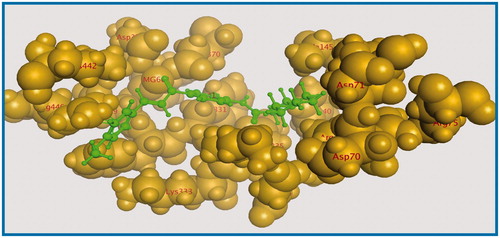 Figure 6. The aligned conformation of compound 37 (ball and stick) occupying pocket (space filled).