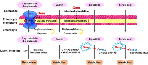 Figure 6. Potential mechanisms through which gemcitabine modified the pharmacokinetic behaviours of active ingredients in DBD by modulating transporters, intestinal permeability and hepatic metabolic enzymes.