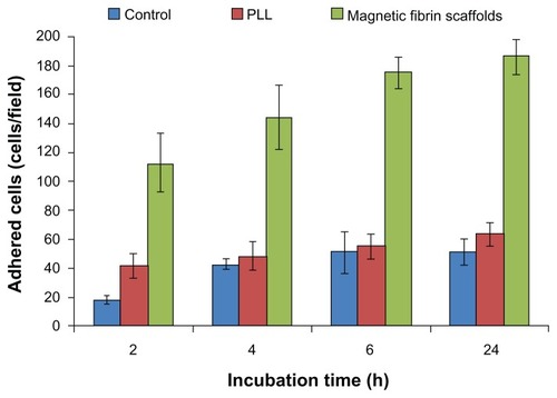 Figure 4 Quantitative analysis of the NOM cells adhered to the magnetic fibrin scaffold coating, or PLL coating, or uncoated culture plate (control) at different time intervals post-seeding. NOM cells were seeded in 24-well culture plates coated with the magnetic fibrin hydrogel or with PLL, or uncoated wells. 2, 4, 6, and 24 h after the seeding the wells were rinsed with the culture medium to remove the non-adherent cells. Quantification of the number of the adherent cells was performed by phase-contrast microscope images of five random non-overlapping fields of each well. Cells were then counted using ImageJ software, and the average and the standard deviation were calculated.Abbreviations: NOM, nasal olfactory mucosa; PLL, poly-L-lysine.