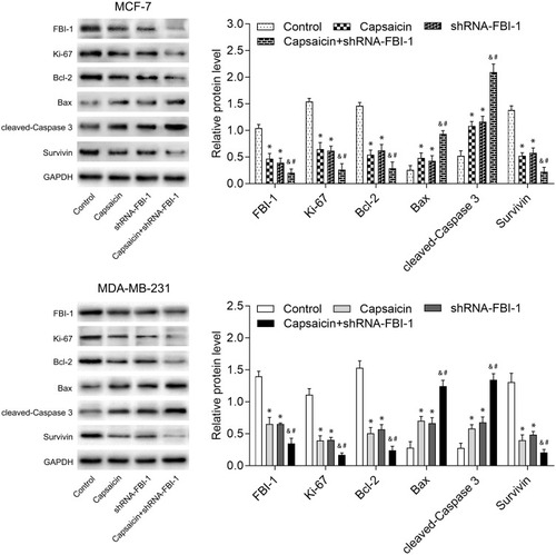 Figure 6 FBI-1 silencing enhances the capsaicin-induced effects on typical reported proliferation- and apoptosis-related proteins in breast cancer cells. Cells were treated with capsaicin alone (150 μmol/L) or together with FBI-1 silencing for 72 h. The protein levels of FBI-1, Ki-67, Bcl-2, Bax, cleaved-Caspase 3 and Survivin were detected by Western blot. Data are presented as means ± SD, *p<0.05 vs Control; &p<0.05 vs Capsaicin; #p<0.05 vs shRNA-FBI-1.