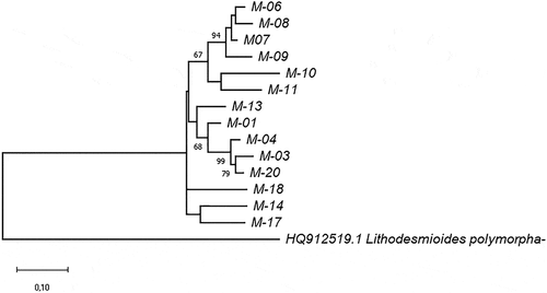 Figure 2. Phylogram constructed using 18SV4 rDNA joined to rbcL sequences of the Ecuadorian MOTUs. The phylogram was constructed using the maximum-likelihood method with a Kimura 2-parameter model. Numerical values at the nodes of the branches indicate bootstrap values above 50%