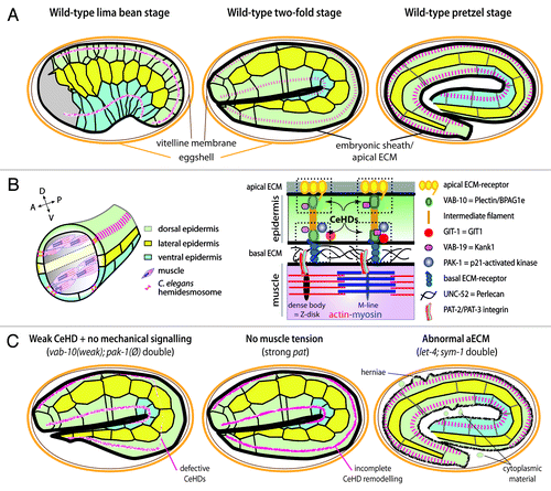 Figure 2. Contribution of the basal and apical ECM to embryonic elongation. (A) Side representations of wild-type embryos at three stages of elongation (early to late), showing individual epidermal cells (green, yellow, blue). These cells lengthen 4x along the A/P axis, while maintaining contacts with the same neighbors, and reduce their dorso/ventral dimension resulting in a 2.5x reduction of embryonic diameter. The drawings also show the apical ECM (black) and C. elegans hemidesmosome-like junctions (CeHDs, red). CeHDs evolve over time from a dotted and disorganized to a well-organized striped pattern. The aECM starts to form early on; muscles become active slightly before the 2-fold stage. Elongation most likely involves two distinct phases, since the Rho-kinase is dispensable after mid-elongation,Citation36 when muscles start contracting.Citation5 (B) Anatomy of the muscle-epidermis connection showing a cross-section through the embryo (left). The BM found at the muscle-epidermis interface contains Perlecan (UNC-52) which acts to anchor muscle myofilaments through integrins, and the epidermis most likely through myotactin (a large single-pass transmembrane nematode specific protein) which organizes C. elegans hemidesmosome-like (CeHD) junction at the basal side of the cell.Citation23 A distinct set of receptors is found at apical CeHDs (dotted rectangles, right). Muscles are A/P-oriented and anchored to the cuticle through basal and apical CeHDs, which are bridged by intermediate filaments. Some CeHD components were omitted for clarity. GIT-1 anchoring to CeHDs depends on a muscle tensional input; we hypothesize that tension induces a conformational change within some CeHD components (symbolized here by VAB-19 and VAB-10 becoming more squarish, although the identity of the actual CeHD component that would undergo this change is unknown). (C) Three mutant situations with consequences on embryonic elongation. The mechanotransduction pathway was identified through a synthetic lethal screen conducted in a weak vab-10 mutant (with no elongation defect on its own); combining it with a strong pak-1 mutant, which on its own only slows down elongation, induces strong elongation and CeHD organization defects (like in a vab-10 null background, left). In strong pat mutants elongation is blocked at the 2-fold stage, and CeHDs are mildly affected (middle). In a double mutant combination for two putative aECM components (right), embryos elongate but rupture at the end of elongation with herniae and epidermis integrity defects (green cytoplasm in eggshell).