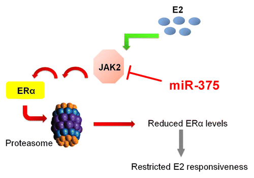 Figure 1. JAK2 is a negative regulator of ERα. JAK2 negatively regulates ERα level by initiating a signaling pathway that results in degradation of ERα via the proteasome. In the presence of E2, JAK2 is induced. Increasing JAK2 levels may play a role in limiting the ERα level and thereby regulate E2 responsiveness in target tissues.Citation29 In addition, JAK2 is a target for miR-375, a miRNA which positively regulates ERα.Citation30 This suggests a complex regulation of the JAK2 and ERα interaction.
