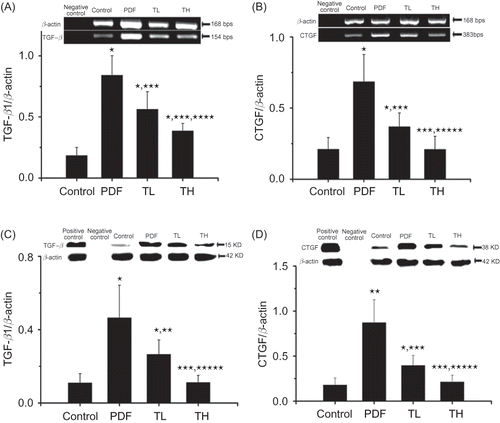 Figure 6. TGF-β1, CTGF mRNA, and protein expression in omentums. The expression of TGF-β1 and CTGF mRNA in the omentums was analyzed by RT-PCR (A: TGF-β1; B: CTGF). The expression of TGF-β1 and CTGF protein was analyzed by Western blotting (C: TGF-β1; D: CTGF). β-Actin was used as internal control (for RT-PCR) or loading control (Western blot) and all values were normalized to β-actin. The minor expression of TGF-β1 and CTGF were detected in the peritoneal tissues from control group rats, whereas TGF-β1 and CTGF expression was prominently increased in PDF-treated rats. Treatment with Tanshinone IIA reduced the TGF-β1 and CTGF expression in a dose-dependent manner. Data are expressed as mean ± SEM.Notes: TL, low-dose Tanshinone IIA-treated group; TH, high-dose Tanshinone IIA-treated group; PDF, peritoneal dialysis fluid. *p < 0.01 versus control, **p < 0.05 versus PDF, ***p < 0.01 versus PDF, ****p < 0.05 versus TL, *****p < 0.01 versus TL.