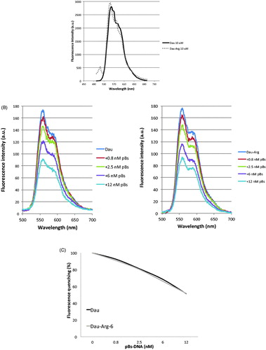 Figure 3. (A) Emission spectra of Dau and Dau-Arg6 derivative. (B) Effect of DNA plasmid on Fluorescence emission. (C) The chart shows the percentage of fluorescence quenching in function of plasmid concentrations.