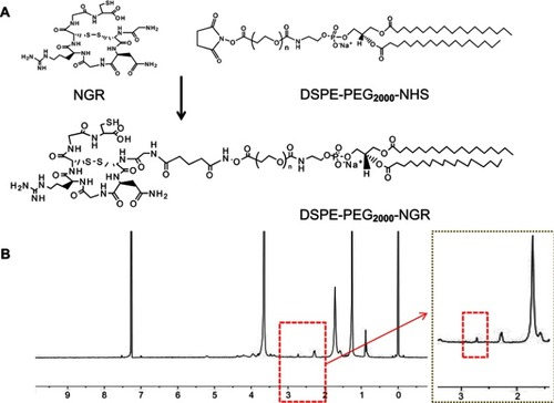 Figure 1 Synthesis and characterization of DSPE-PEG2000-NGR. (A) The synthesis of DSPE. PEG2000-NGR. (B) The 1H NMR spectra of DSPE-PEG2000-NGR.Abbreviation: NMR, nuclear magnetic resonance.