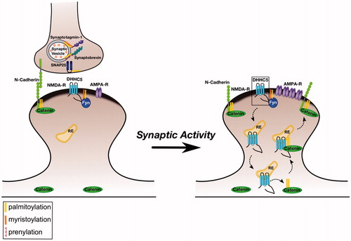 Figure 1. Regulation of excitatory synapses by Palmitoylated Fyn. Left panel: Several key pre- and post-synaptic proteins are palmitoylated (marked with yellow lipid). These palmitoyl-proteins include the tyrosine kinase Fyn, which is likely localized to the postsynaptic plasma membrane by dual lipid modification (myristate plus palmitate). Under normal conditions, Fyn phosphorylates NMDA receptors and the PAT DHHC5, preventing their internalization. Right panel: Elevated synaptic activity leads to dephosphorylation of DHHC5 at the Fyn site, triggering DHHC5 internalization to recycling endosomes (RE). Here, DHHC5 palmitoylates delta-catenin and the two proteins are trafficked back to the spine membrane, where delta-catenin associates with N-cadherin to increase the synaptic pool of AMPA-type glutamate receptors. Note that several other synaptic palmitoyl-proteins, such as PSD-95, are omitted from the schematic for clarity. Also not pictured is the synaptodendritic PAT DHHC2, which palmitoylates several dendritic/postsynaptic proteins, and may also palmitoylate Fyn.