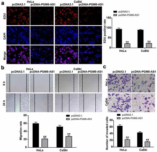 Figure 2. PGM5-AS1 overexpression suppressed CC cell malignancy. (a) EDU assay identified the change of cell proliferation in CC cells after transfecting with pcDNA-PGM5-AS1 vectors. (b) Wound healing assay measured the change of migration rate in CC cells after transfecting with pcDNA-PGM5-AS1 vectors. (c) Transwell assay verified the change of the number of invaded cells in CC cells after transfecting with pcDNA-PGM5-AS1 vectors. **P < 0.001 vs. pcDNA3.1.