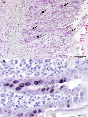 Figure 3. Histopathology of gizzards from 35-day-old pullets (pullet flock P3). (a) Erosion of the epithelium and infiltration of inflammatory cells in the mucosal membrane. Basophilic intranuclear inclusion bodies (arrows) can be observed in gizzard epithelial cells. H&E. Bar = 100 µm. (b) Inclusion bodies with FAdV-A DNA. ISH. Bar = 20 µm.