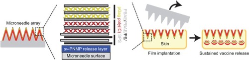 Figure 5 Sustained vaccine release from “multilayer tattoo” microneedles.
