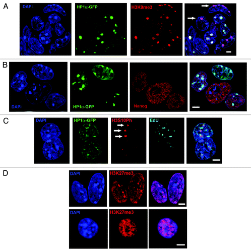 Figure 4. Some heterochromatic foci in E14 ESCs lack HP1α while retaining the HP1α recruiting modification trimethylated H3K9. (A) Confocal image showing a group of E14 ESCs in which anti-H3K9me3 (red) is concentrated at all centromeric heterochromatic foci (DAPI-intense, blue). Some cells lack concentrated HP1α-GFP at some (bottom right hand cell) or all of the heterochromatic centromeric foci (arrows, merged image). The cells show no evidence of DNA condensation, i.e., they have not reached the stage of G2 when HP1α is ejected from the heterochromatin. (B) Confocal image of a group of E14-HP1α-GFP ESCs in which HP1α-GFP (green) and Nanog (red) are shown. Heterochromatic centromeric foci appear DAPI-intense (blue). The central cell lacks HP1α and yet contains a high level of Nanog protein (red), indicating that it has not differentiated during culture. (C) Confocal image of E14-HP1α-GFP ESCs during S phase, showing anti-H3S10Ph (red) at replicating (EdU positive, white) heterochromatic (DAPI-intense, blue) foci lacking concentrated HP1α-GFP (green). (D) Confocal images of E14 ESCs (top row) and mouse B cells (bottom row) stained with anti-trimethylated H3K27 (red) and DAPI (blue). Twenty percent of unsynchronized E14 ESCs contain bright foci of trimethylated H3K27, most often associated with heterochromatin (DAPI-intense, blue). Such foci were not observed in somatic murine B cells. Scale bars, 5 μm.