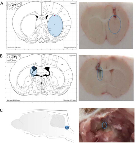 Figure 3. Validation of the placement of microdialysis probes. (A) Coronal brain section to validate the placement of the inserted microdialysis probe in the striatum. (B) Coronal brain section to validate the placement of the inserted microdialysis probe in the lateral ventricle. The dark area in the atlas is the space for the lateral ventricle. Blue stain in the section indicates the injected methylene blue dye via the microdialysis guide. It shows the microdialysis guide has accurately reached the targeted position. (C) The picture taken during initial step of rat brain dissection to expose the cisterna magna and the inserted microdialysis probe. The blue open circles show the position of the inserted microdialysis probes. (Atlas Source: Paxinos, G. and Watson, C., 2013).