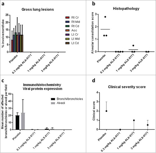 Figure 3. Gross and microscopic scores of lungs from hRSV-infected lambs treated with either placebo or ALX-0171 from study 1. (a) Viral-related lung gross lesions were scored and percentage parenchymal involvement was estimated for each lung lobe. Mean percentage averages per lobe were calculated. Legend: Rt Cr = Right cranial lobe; Rt Mid = Right middle lobe; Rt Cd = Right caudal lobe; Acc = Accessory lobe; Lt Cr = Left cranial lobe; Lt Mid = Left middle lobe; Lt Cd = Left caudal lobe. (b) Microscopic (histopathologic) alveolar consolidation score was determined as percent area of RSV lesions followed by conversion to an integer-based consolidation scale as described in materials and methods section. (c) hRSV antigen expression in lung tissue was determined by counting the number of affected bronchi/bronchioles or alveoli per field. (d) Clinical severity scores for lambs in study 1. For each lamb, relative changes from baseline (day 0) in body-weights and respiratory rates were calculated for each day. The presence or absence of expiratory effort or wheeze at any day after start of treatment was recorded. Each of the parameters were given a score based on criteria as follows: If body weight increase between day 0 and day 6 >20% – score 0, if ≤ 20% – score 1; if blood oxygen saturation >92% on all days post treatment start – score 0, if blood oxygen saturation ≤92% at any day post-treatment start – score 1; if respiratory rates increase ≤10% at all days post-treatment start – score 0, if increase is between >10% and ≤25% at any day post treatment start – score 1, if increase is between >25% and ≤50% at any day post-treatment start – score 2, if increase is >50% at any day post-treatment start – score 3; if expiratory effort and/or wheeze are present at any day after treatment initiation a score of 0-3 is given for each parameter based on severity as described (Table S1 and 24). The clinical severity score was the sum of these individual scores with a maximum of 11. Results are expressed as mean ± standard error for panels (a) and (c); group averages with individual lamb scores are indicated by bullet points for panel (b) and median with range for panel (d).