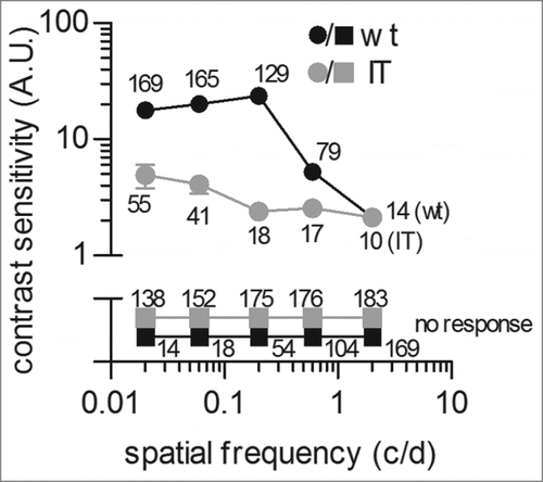 Figure 3. Measurement of contrast sensitivity in isolated wild type and Cav1.4-IT mouse retinas. Retinas were adapted for 20 min to a uniform mid gray stimulus (6.2 mWm−2) before presenting a series of 10 s drifting sinusoidal gratings. Spatial frequencies of 0.02, 0.06, 0.2, 0.6 and 2 c/d were presented at contrast values of 0.022, 0.047, 0.1, 0.22 and 0.47 with a constant drift frequency of 1.5 Hz. Spike trains from 10 repeats were averaged for each combination of spatial frequency and contrast. Contrast sensitivity curves show the reciprocal of the lowest contrast needed for detection at each spatial frequency. Data were collected from 3 wild type (black) and 3 Cav1.4-IT (gray) mice. Numbers indicate the total of units that showed a response (circles) or no response (squares) at the indicated spatial frequency.