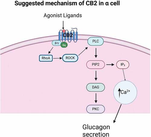 Figure 2. Mechanisms of action of cannabinoid receptors proposed for pancreatic alpha cell. CB2 receptor probably is coupled to PLC and PKC activity, increasing glucagon secretion.