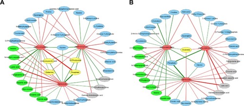 Figure 5 (A) Correlation network between these differential metabolites and the three comparisons of rtPA versus CON, rtPA+DG versus rtPA, and rtPA+DG versus CON. (B) Correlation network between these differential metabolites and the three comparisons of rtPA versus CON, rtPA+GBE versus rtPA, and rtPA+GBE versus CON.