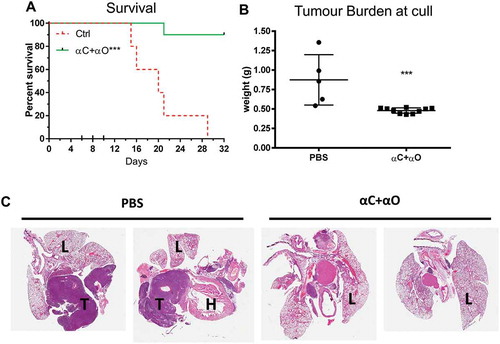 Figure 3. Combination immune checkpoint blockade is effective in an orthotopic mesothelioma model.BALB/c mice (n = 5 PBS, n = 10 αCTLA4+ αOX40) were injected intrapleurally with 2 × 105 AB1-HA cells on day 0 and treated with PBS or ICPB on days 6, 8 and 10. (A) Overall survival. (B) Tumour burden (weight of heart + lungs + tumour) for individual mice on the day they were culled. (C) Representative histology (20 x Mag) showing haematoxylin and eosin (H&E) staining of pleural tissues taken from two mice randomly selected from each treatment group (L = lung; H = heart and T = tumour). ICPB (αC+ αO); 100 μg αCLTA-4 + 200 μg αOX40. Data shows mean ± SD. *** p < 0.001. Survival analysis: Log rank (Mantel-Cox). Tumour burden analysis: unpaired t-test (Mann-Whitney).