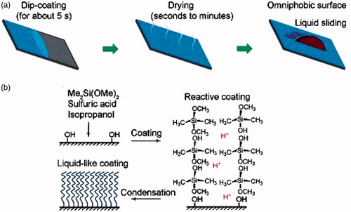 Figure 5. (a) Fabrication procedure of omniphobic PDMS coating. (b) Formation of liquid-like PDMS coating. Reprinted with permission from ref. [Citation24].