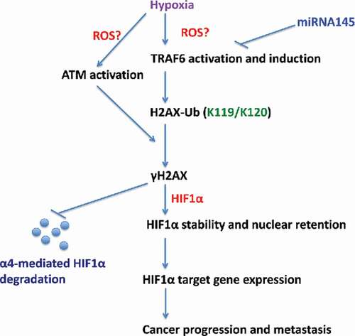 Figure 1. The TRAF6-ATM-H2AX axis regulates HIF-1α/hypoxia signaling.