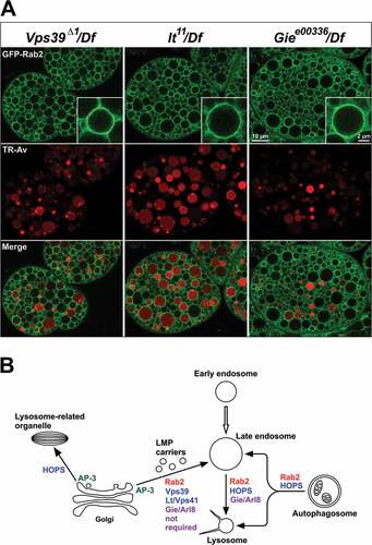 Figure 10. Location of Rab2 in HOPS component and Gie/Arl8 mutants and schematic representation of the function of Rab2 in the endolysosomal system. (A) Recruitment of Rab2 to the limiting membrane of LEs is not blocked by the absence of Gie/Arl8 or HOPS complex activity. Garland cells from Vps39Δ1/Df, lt22/Df, and Giee00336/Df animals expressing GFP-Rab2 under the endogenous Rab2 promoter, pulsed (3 min) and chased (2 h) with TR-avidin. Insets show GFP-Rab2 labeling the limiting membranes of enlarged late endosomal vacuoles in high magnification. (B) Simplified diagram of the endolysosomal trafficking pathways investigated in this study. Material is passed from early endosomes to LEs, which fuse to lysosomes sometimes exhibiting a tubular morphology. Rab2, Gie/Arl8 and the HOPS complex are necessary for LE-lysosome fusion. Lysosomal membrane proteins are transported directly to LEs from the Golgi apparatus in AP-3 dependent carriers [Citation29]. In Drosophila, Rab2 and both Lt/Vps41 [Citation29] and Vps39, but not Gie/Arl8, are necessary for efficient delivery of these carriers. In addition, Rab2 and the HOPS complex are required for the fusion of autophagosomes to LEs and lysosomes [Citation30,Citation31,Citation79,Citation89]. In contrast, the AP-3 and HOPS complexes, but not Rab2, are necessary for trafficking to LROs such as pigment granules [Citation30,Citation58–Citation63]