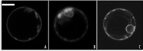 Figure 4 Fluorescent patterns altered by SP2 coexpression. (A) GFP-SP1 normal localization on the PM; (B) distribution of GFP-SP1 coexpressed with SP2 for 24 hours; (C) distribution of SP1-GFP coexpressed with SP2. Scale bar = 20 µ.