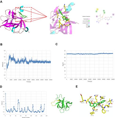 Figure 6 Molecular docking and molecular dynamic simulation study for ZINC14610053 on targeting IL-1β. (A) 3-D interactions of ZINC14610053 inside the active center of IL-1β (left panel); 2-D interactions of ZINC14610053 inside the binding pocket of IL-1β (right panel). (B) RMSD curve of conformation of ZINC14610053 and IL-1β. (C) Turning radius curve of conformation of ZINC14610053 and IL-1β. (D) RMSF curve of conformation of ZINC14610053 and IL-1β. (E) Interaction residues between ZINC14610053 and IL-1β after molecular dynamic optimization.